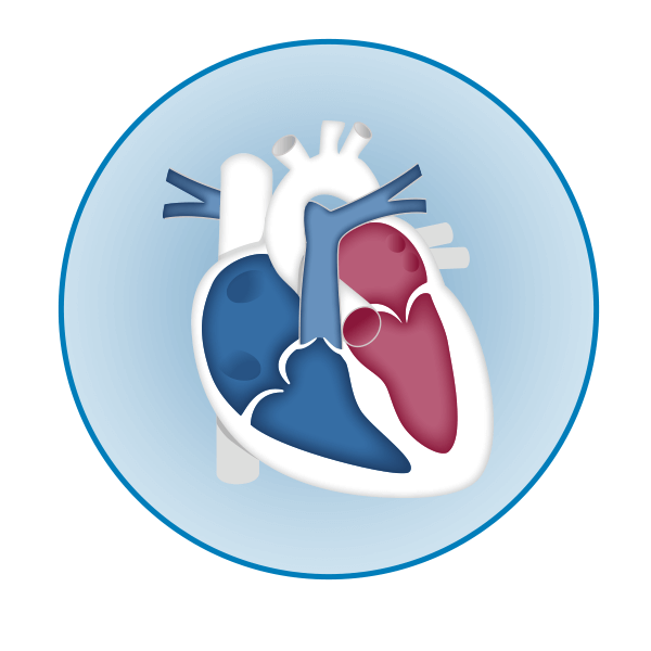 Heart illustration of the right ventricular