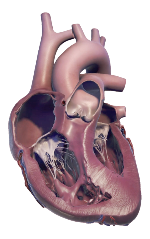 Estimated RVSP heart anatomy