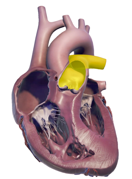 Pulmonary artery anatomy