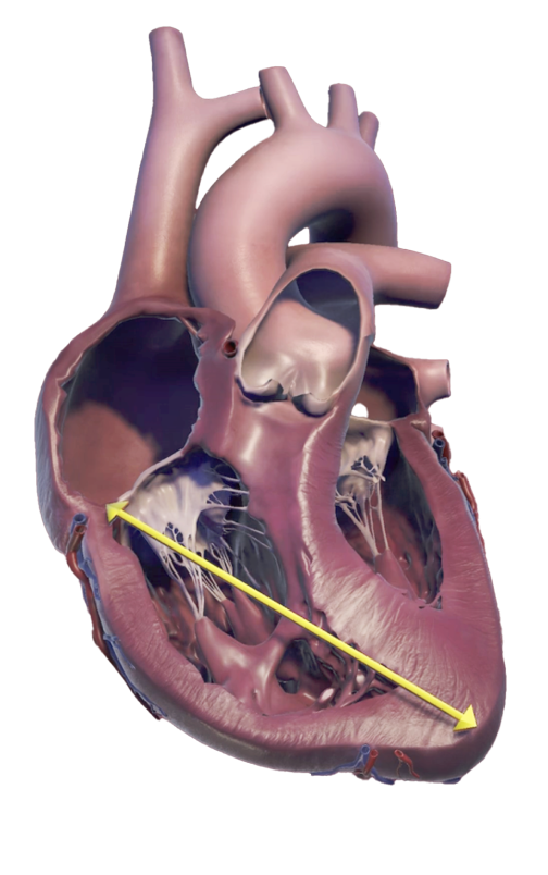 TAPSE anatomy diagram