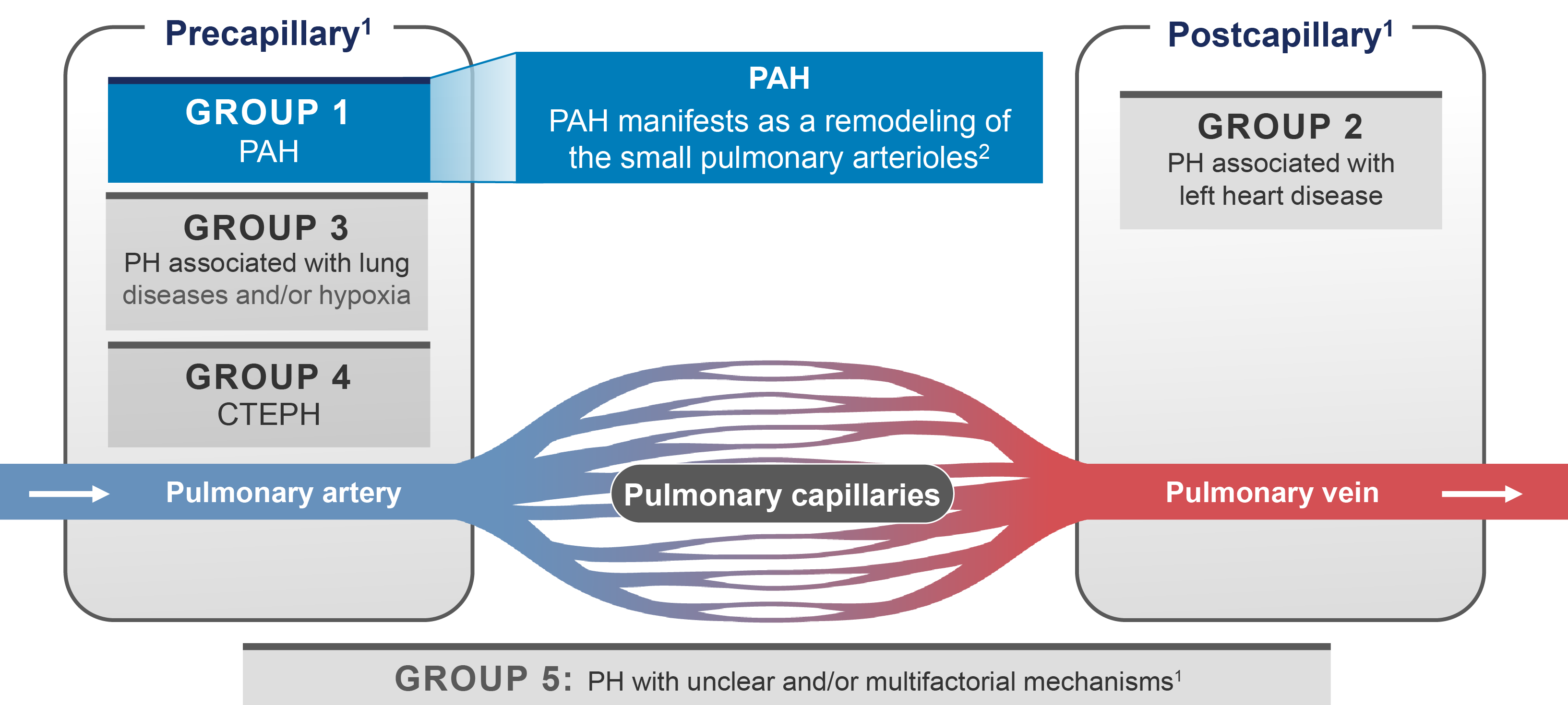 Heart and lung image showing how WHO categorizes PH into 5 groups, along with the effects and location of PAH Group 1, a rare subset