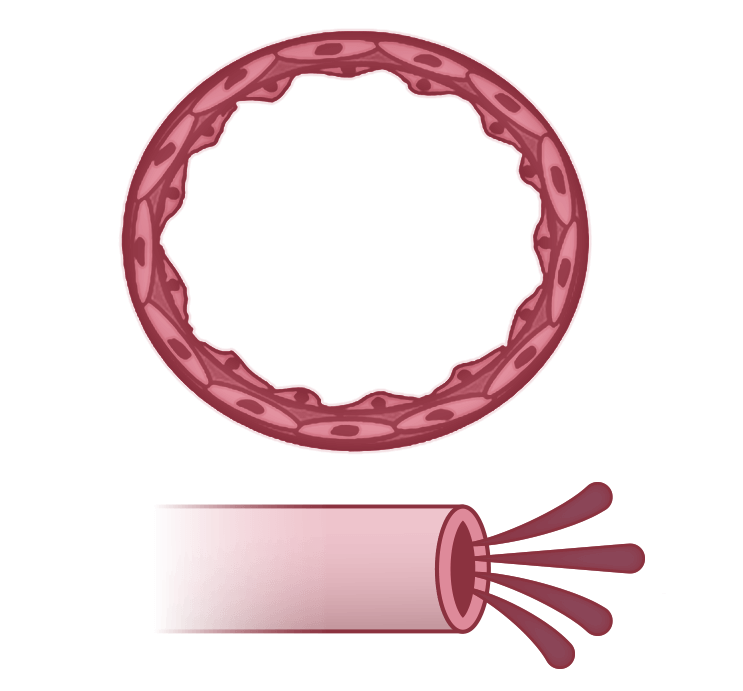 Illustration of a Normal Pulmonary artery
