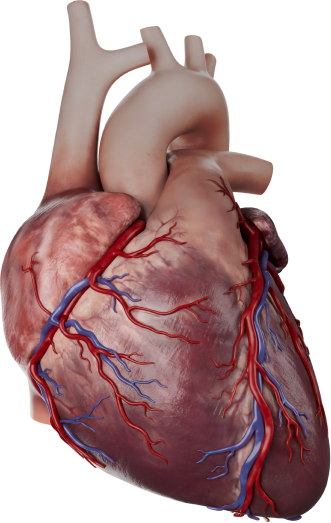 Normal heart anatomy
