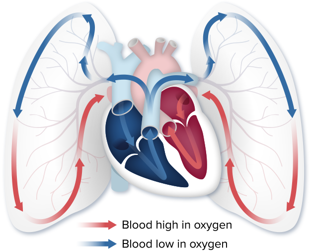 Blood picks up oxygen in lungs